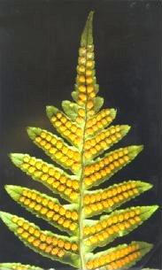 leaf