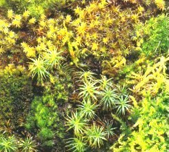 Moss
