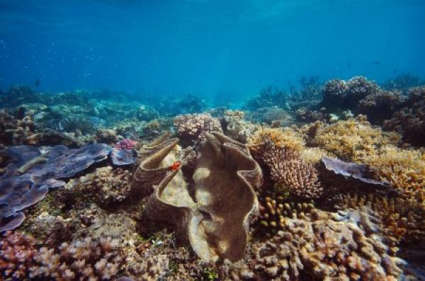 Great Barrier Reef