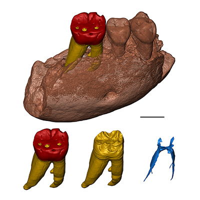 Digital representation of a lower jaw fragment of the Meganthropus Unterkieferfragment.