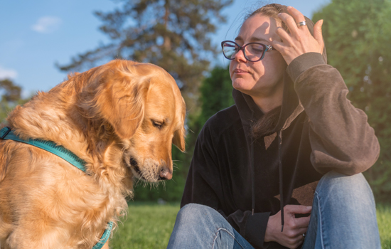 canine-court-companion-550x350.jpg
