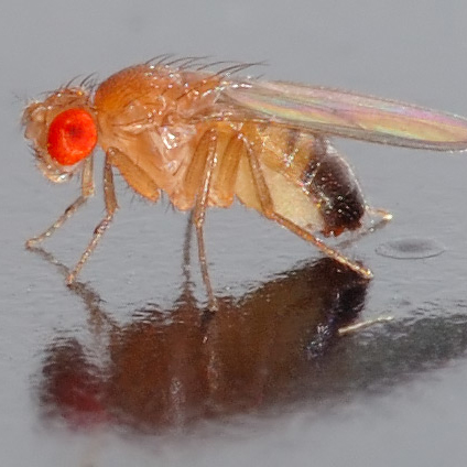 Fly