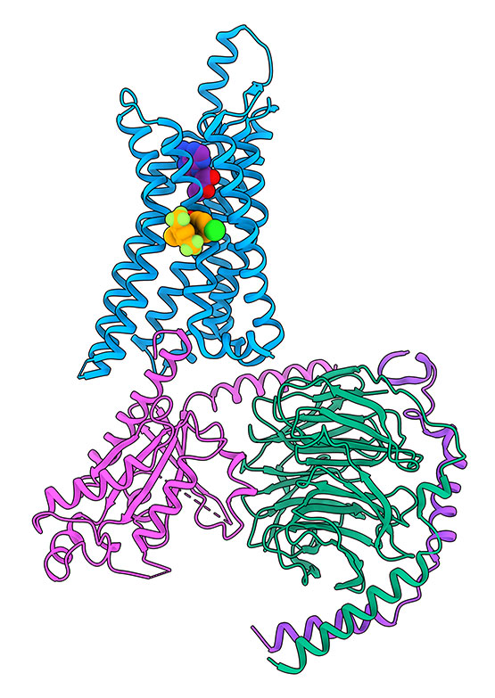 A cartoon of the cryogenic electron microscopy structure of the human adenosine A1 receptor (coloured blue) bound to its signalling protein (coloured pink, green, and purple), adenosine (purple spheres) and a proof-of-concept non-opioid analgesic (coloured as orange spheres).