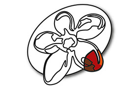 Australian Regenerative Medicine Institute