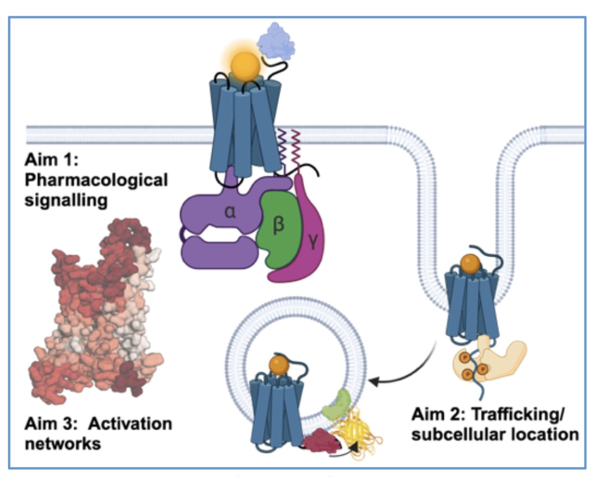 Pharmacological signalling