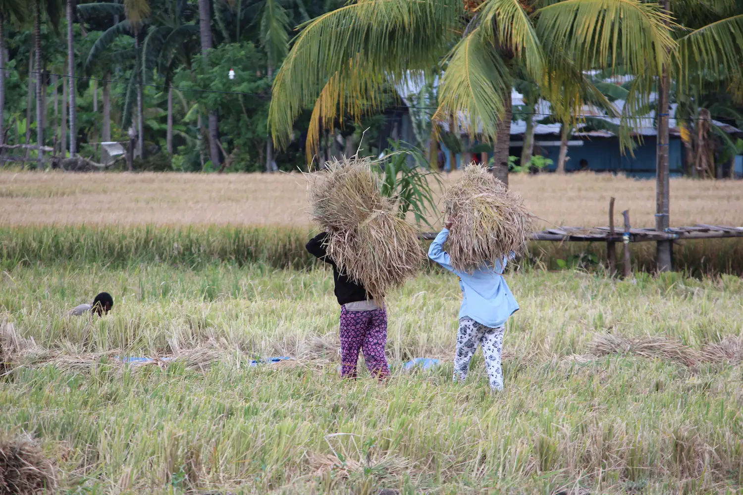 Two young women carrying on their heads stacks of harvested straw through a rice field with pale yellow plant stubble, bordered by palm trees. There is a man crouched nearby harvesting rice and there is a large tin building in the background