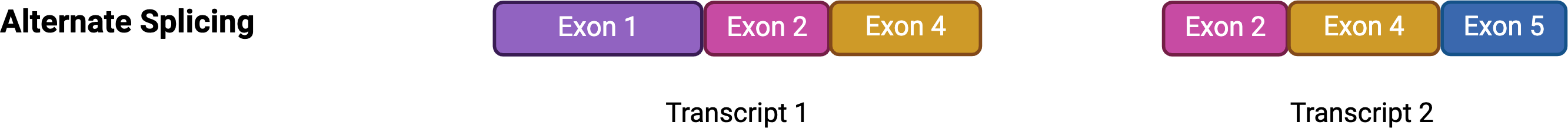 Summary of RNA processing. It depicts a gene containing introns and exons translated into pre-mRNA. a. Illustrates the splicing out of the introns to create the mature mRNA. b. Illustrates alternate splicing with exons put together differently to produce different mRNA products