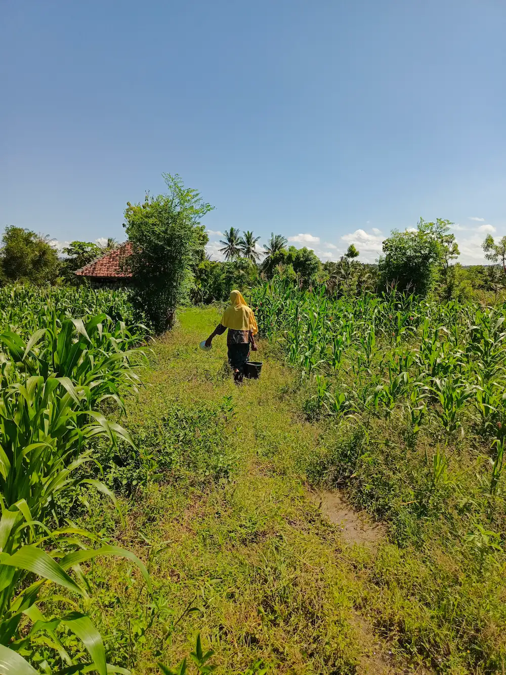 The back of a strong-looking woman wearing a pale yellow hijab is visible in a clearing in a vibrant green corn field. She is carrying a heavy bucket filled with liquid in her right hand and a white bowl in her left. There is a red-roofed building in the distance