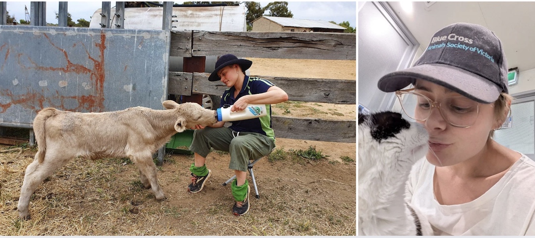 Kasey feeding a calf and working at the local animal rescue centre