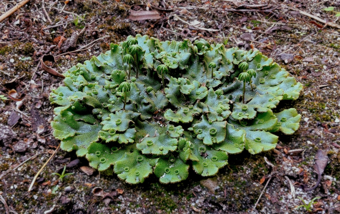 Liverwort
