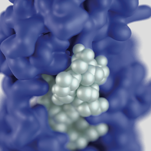 12th Pharmacology of GPCRs & MPGPCR Joint Satellite Meeting 