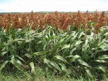 root crop