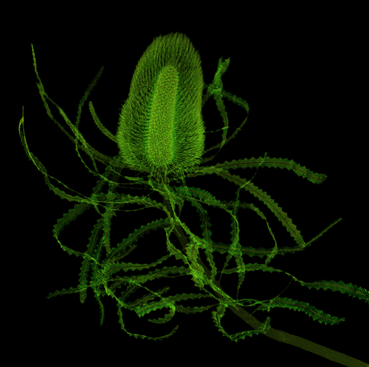 Banksia