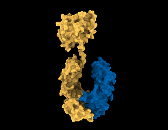 Stylised scientific image of the anti-inflammatory molecule, Interleukin-37