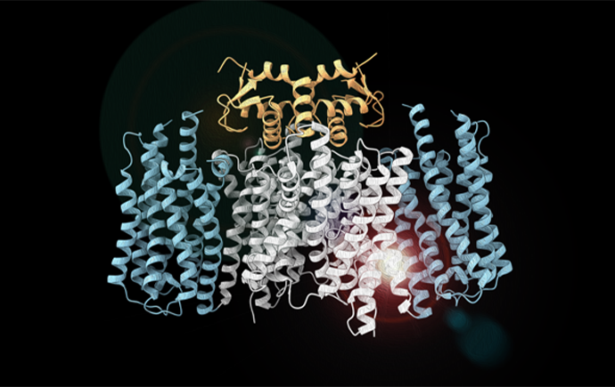 LYCHOS structural image