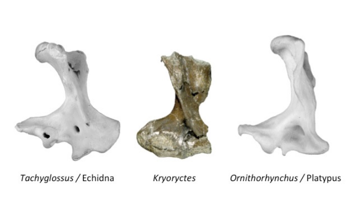 Bones photo