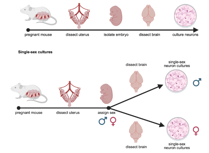 study sex differences at a cell signalling level