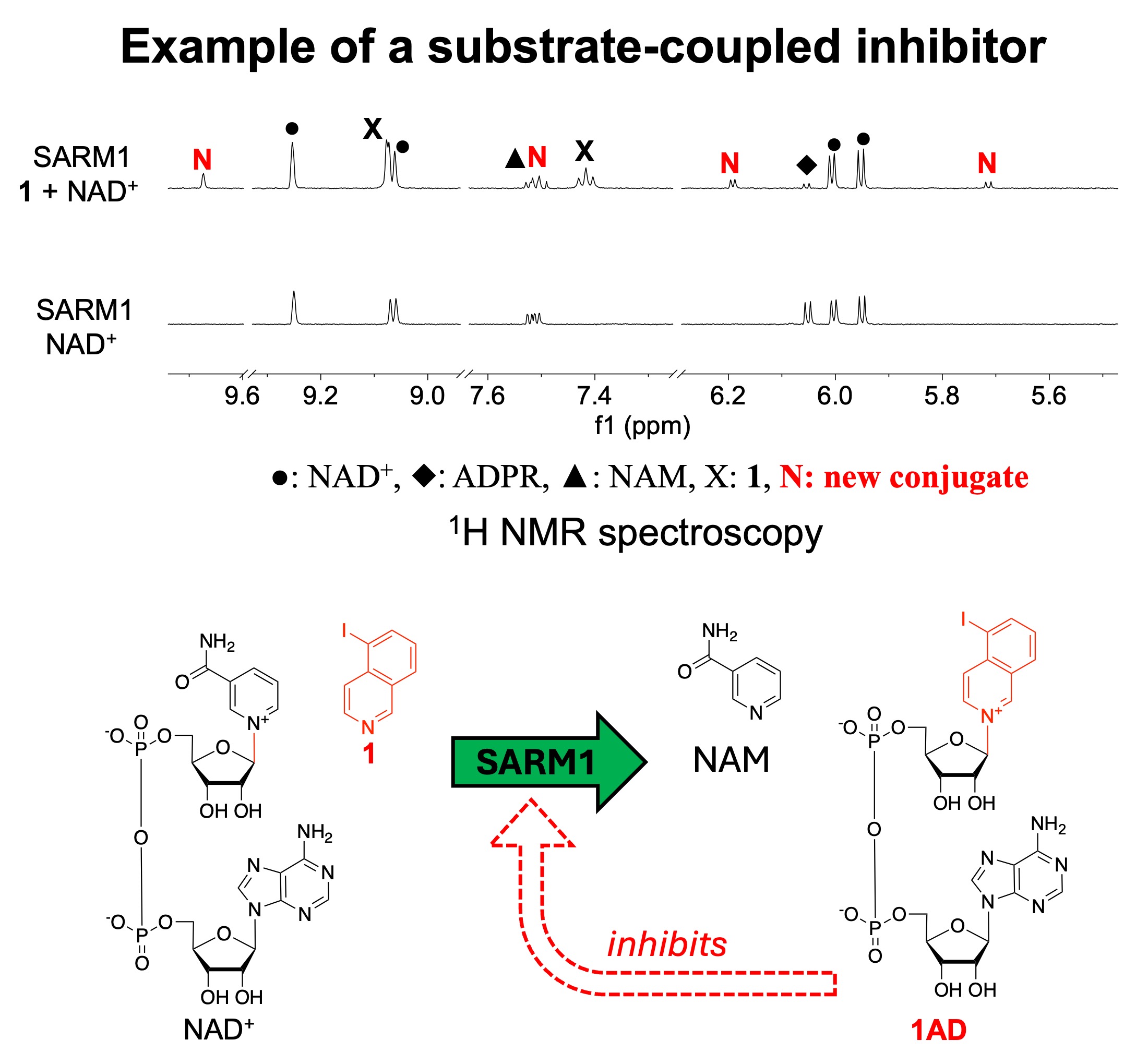 Example of a substrate-conjugate inhibitor