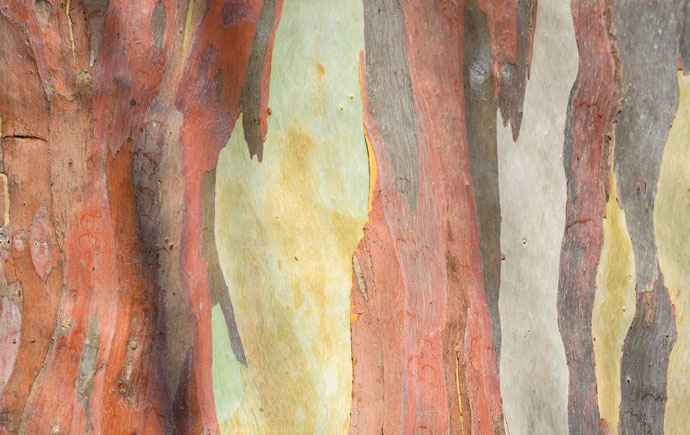 beautiful multicoloured bark of a eucalyptus tree