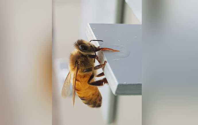 Close-up photo of a honeybee clinging to the edge of a light gray plastic platform, seen in profile, with translucent wings, fuzzy thorax, striped abdomen, and an orange tongue extended toward a small clear droplet.