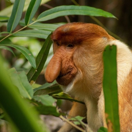 International Conference on Tropical Biodiversity, Conservation and Genomics 202... 