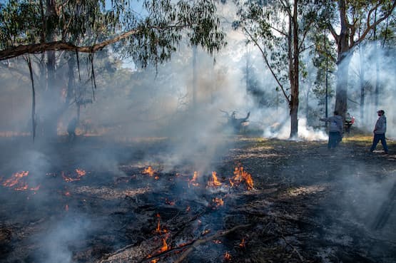 Cultural burn in forest, Lake Tyers