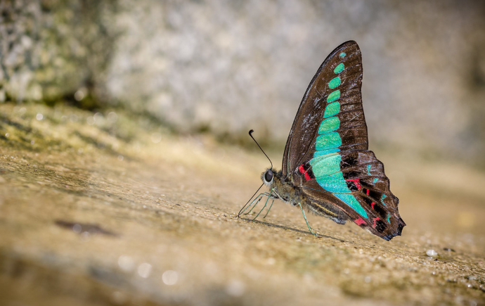 Graphium sarpedon
