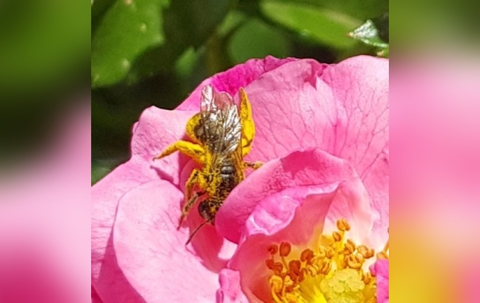 Close-up of a native Australian bee perched on a bright yellow wildflower surrounded by green leaves.