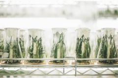 flasks in growth chambers