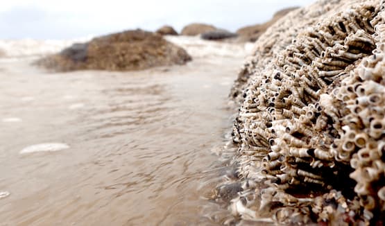 Photo of seashore