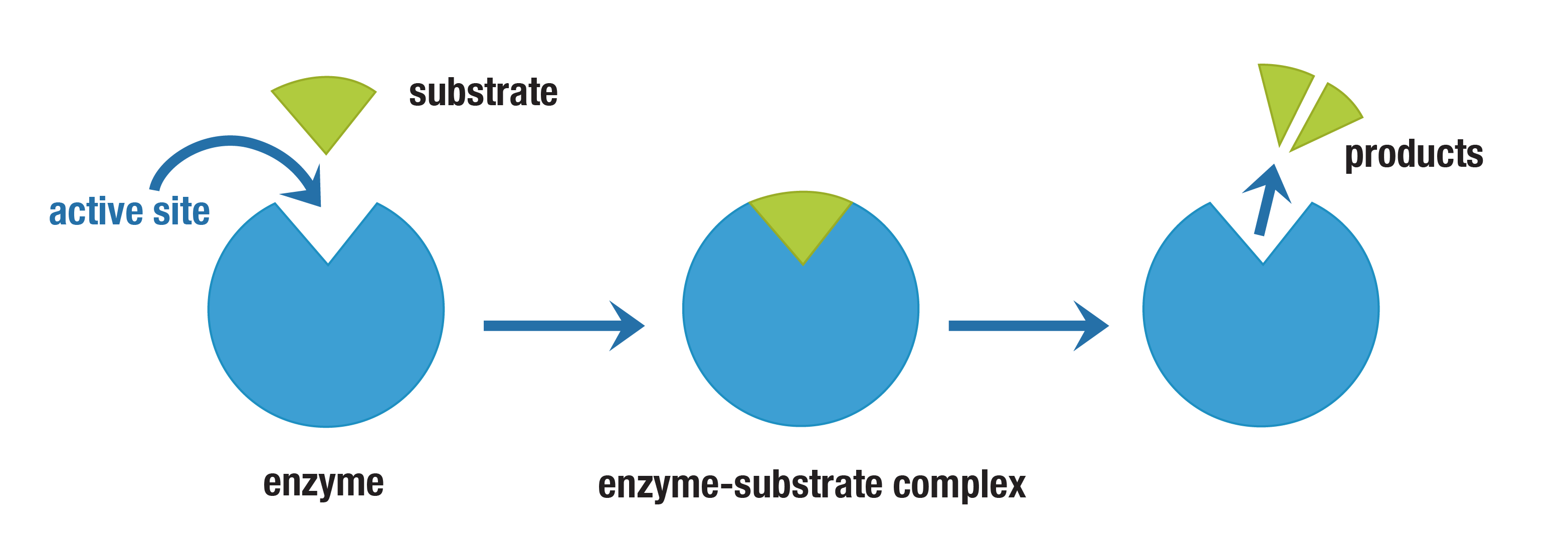 Enzyme Substrate Complex Example