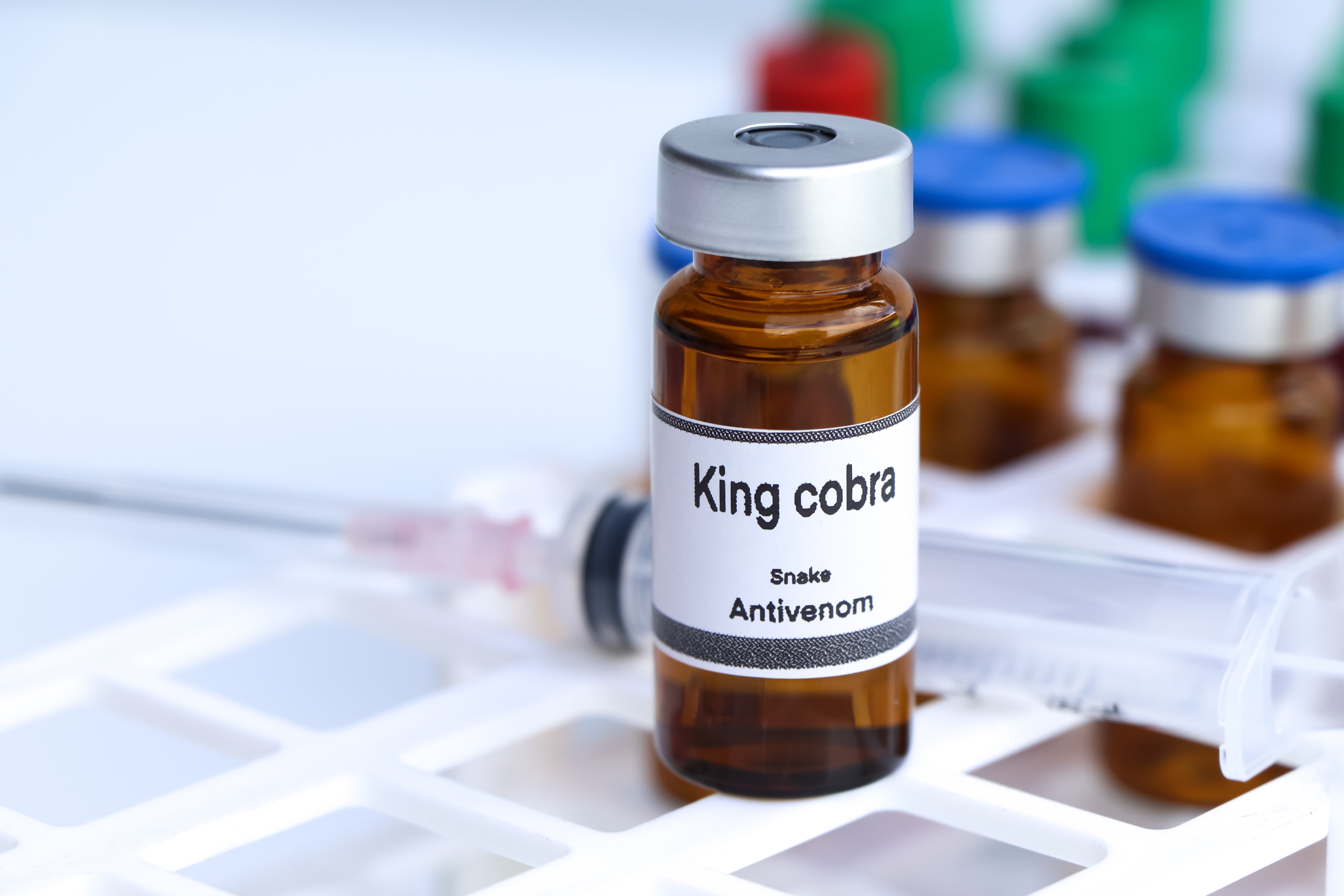 A picture of a small medicinal bottle labeled King Cobra snake antivenom in the foreground, with a needle and other similar medicinal bottles in the background.
