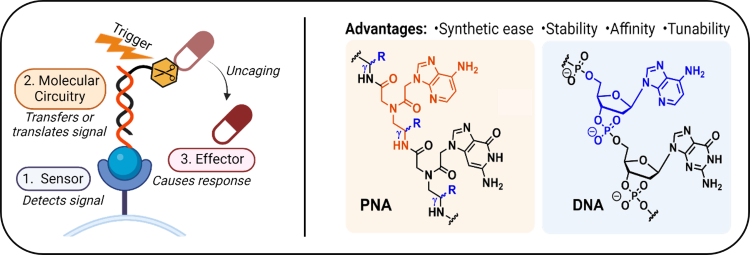 PNA diagram