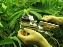 cassava leaf testing