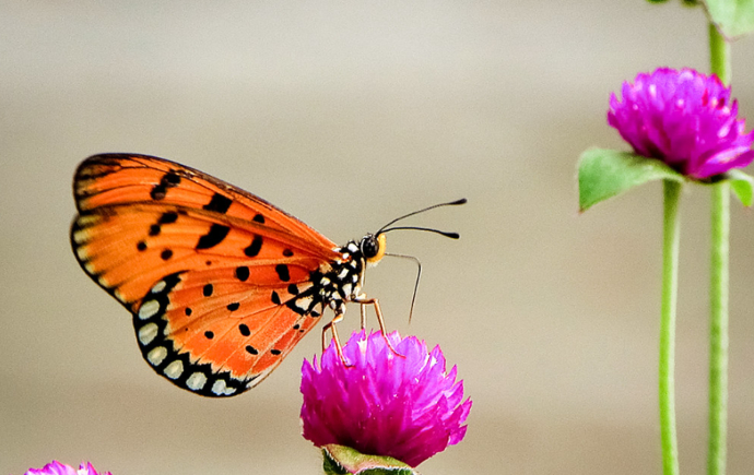 Tawny coster