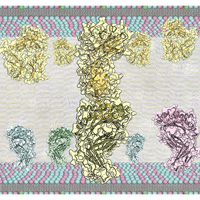T-cell Receptors and CD1b, presenting a rare cellular phospholipid