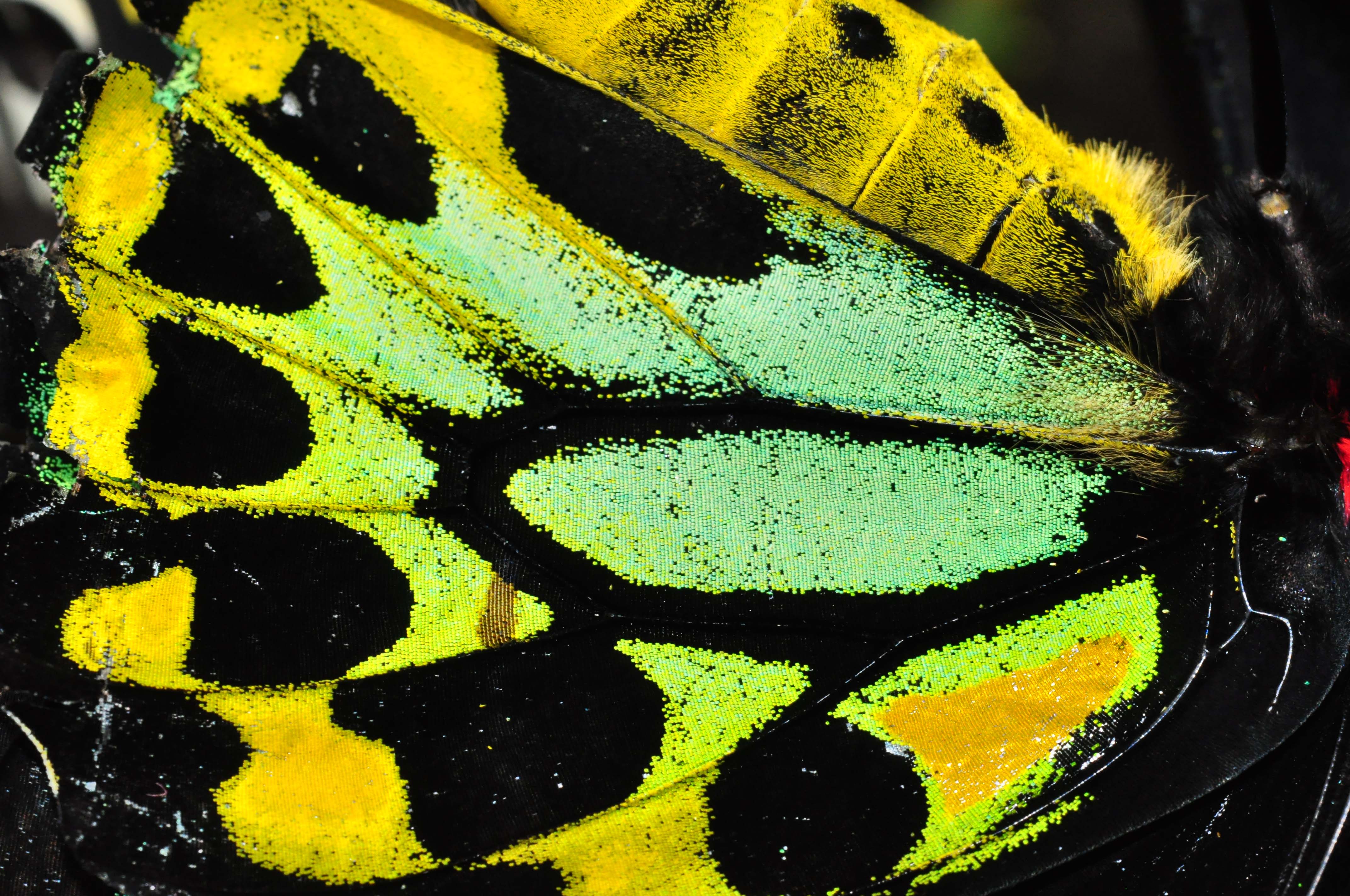 butterfly scales