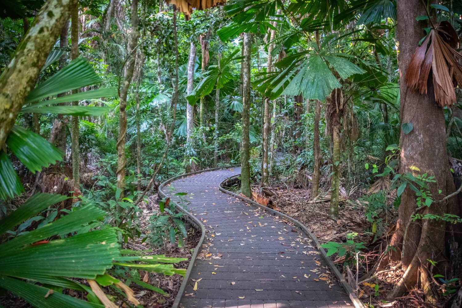 Daintree rainforest