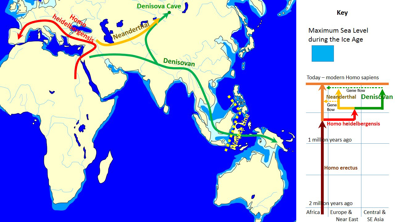 The image shows one theory of when gene flow occurred between these species.