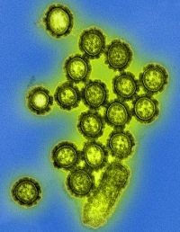 Viral infection