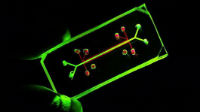 Microfluidics. Image: Dr Jeremy Barr. Microfluidics. Image: Dr Jeremy Barr.
