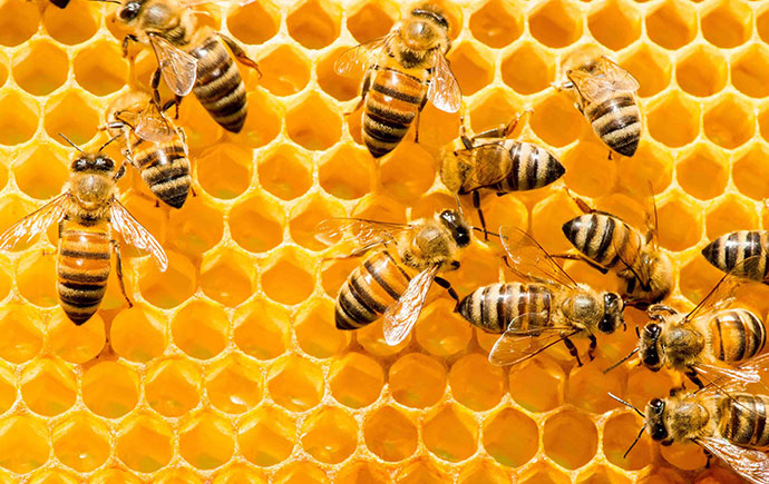 Bees in hive producing honey