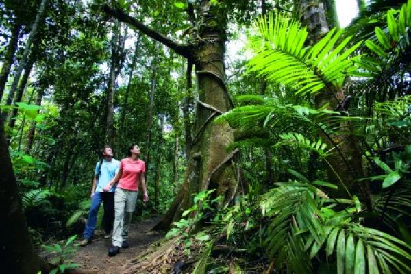 Daintree Rainforest