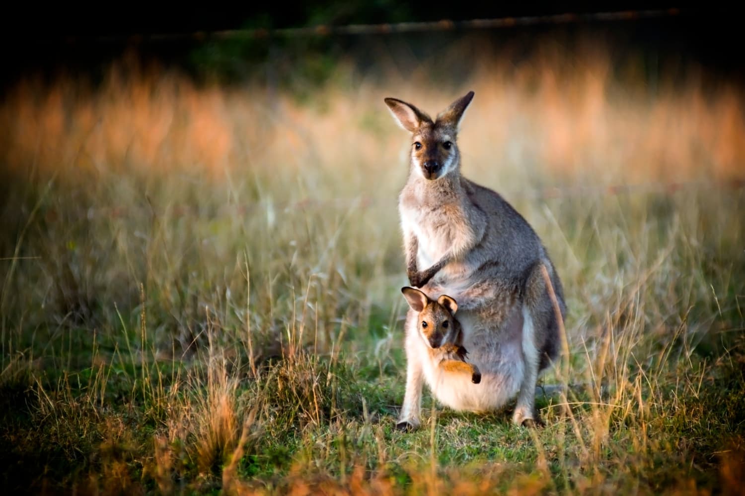 Australian outback - Kangaroo